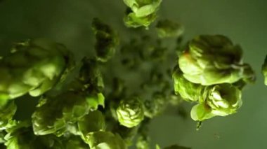 Super slow motion of falling fresh hops cones. Filmed on high speed cinema camera , 1000 fps .