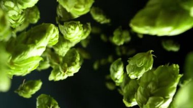 Super slow motion of falling fresh hops cones. Filmed on high speed cinema camera , 1000 fps .