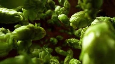 Super slow motion of falling fresh hops cones. Filmed on high speed cinema camera , 1000 fps .