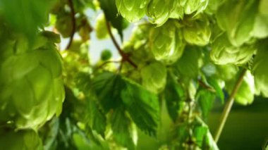 Super slow motion of hop cones on field . Filmed on high speed cinema camera , 1000 fps