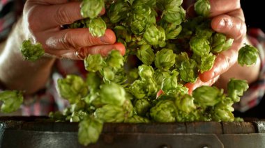 Male hands holding a handful of fresh green hop cones on old wooden barrel. A brewer harvests plants to make craft beer
