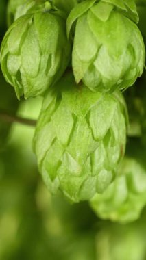 Super slow motion of hop cones on field . Filmed on high speed cinema camera , 1000 fps