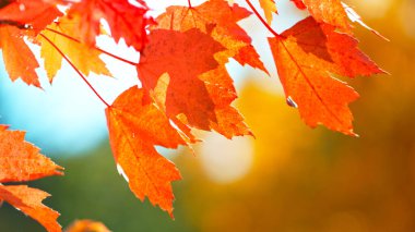 Güzel Sonbahar Akçaağaç Yaprakları sallanıyor ve düşüyor. Sonbahar Huysuz Renkli Arkaplan