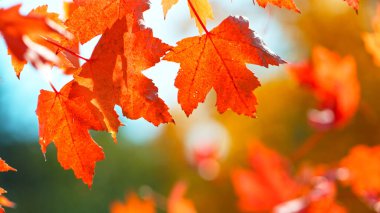 Güzel Sonbahar Akçaağaç Yaprakları sallanıyor ve düşüyor. Sonbahar Huysuz Renkli Arkaplan