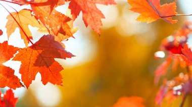 Güzel Sonbahar Akçaağaç Yaprakları sallanıyor ve düşüyor. Sonbahar Huysuz Renkli Arkaplan