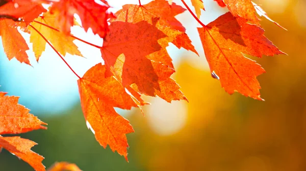 Güzel Sonbahar Akçaağaç Yaprakları sallanıyor ve düşüyor. Sonbahar Huysuz Renkli Arkaplan