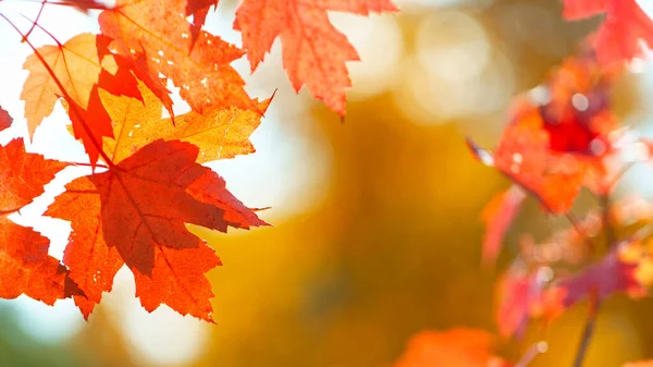 Güzel Sonbahar Akçaağaç Yaprakları sallanıyor ve düşüyor. Sonbahar Huysuz Renkli Arkaplan