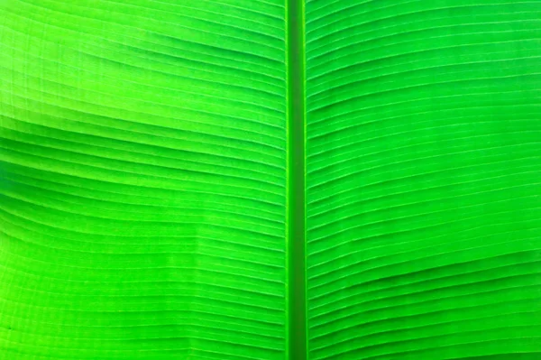 Πράσινο Φύλλο Μπανάνας Close Φόντο Υφή Του Ένα Φύλλο Φυτού — Φωτογραφία Αρχείου