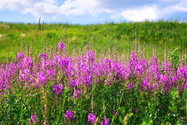 Çiçek Lupins Alanında — Stok fotoğraf