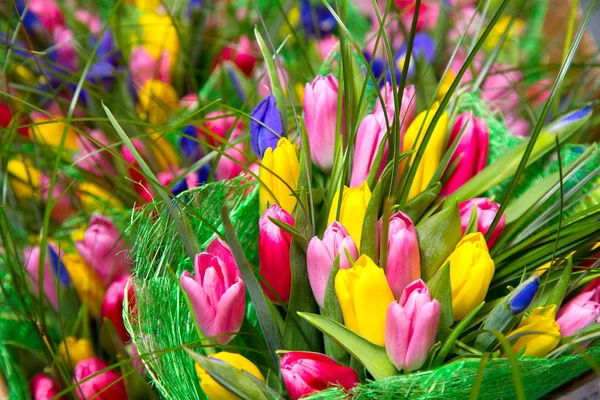 Flores Tulipanes Primer Plano — Foto de Stock