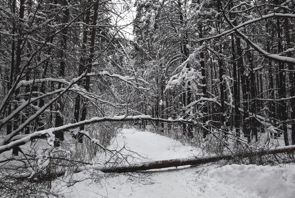 冬天的森林 白雪皑皑的树木 倒下的树木挡住了道路 — 图库照片