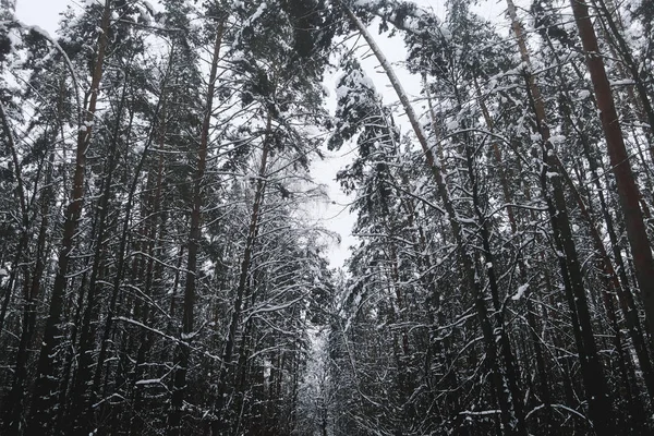 소나무 숲입니다 소나무 — 스톡 사진