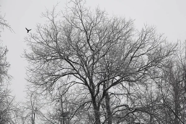 Silhueta Uma Árvore Que Estende Com Ramos Nus Pássaro Voador — Fotografia de Stock