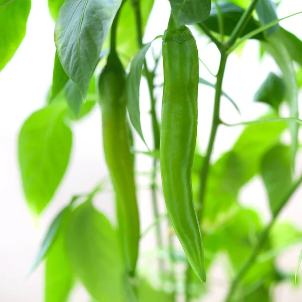 Chili Peper Kweken Witte Achtergrond — Stockfoto