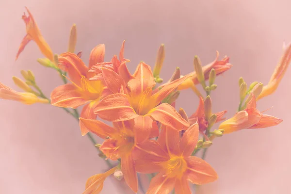咲くユリクローズアップ ヴィンテージスタイルの写真 — ストック写真