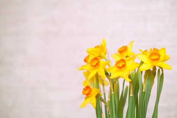 Blommande Blommor Påskliljor Gul Massor Ledigt Utrymme — Stockfoto