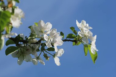 Mavi gökyüzü karşı bahar güzel çiçek açan elma ağaçlarında .