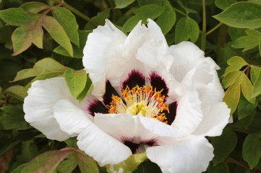 Beyaz Ağaç şakayık çiçek açmış. Bahar sezonu büyük beyaz şakayık.