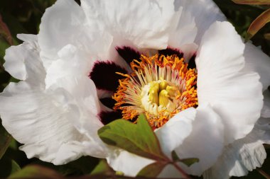 Beyaz Ağaç şakayık çiçek açmış. Bahar sezonu büyük beyaz şakayık.