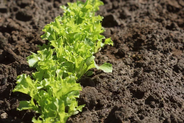 Verde Fresco Encaracolado Salada Alface Fundo Vista Superior — Fotografia de Stock