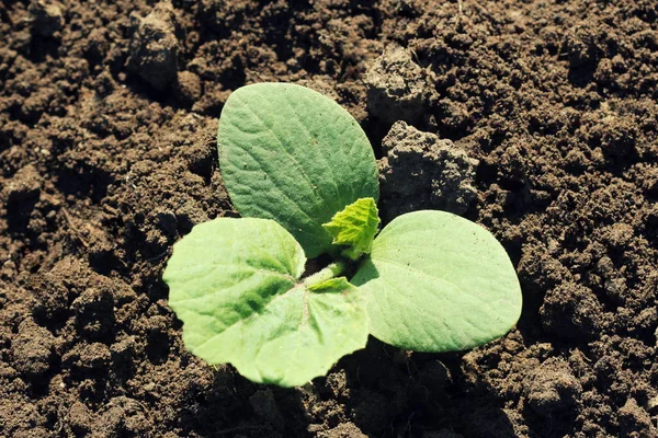 Green Sprout Growing Pumpkin Soil Top View — Stock Photo, Image
