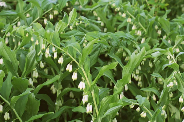 Flores Blancas Del Género Polygonatum — Foto de Stock