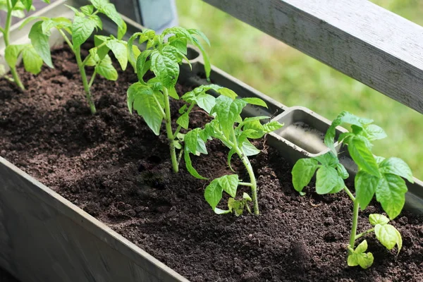 Gemüsegarten Auf Einer Terrasse Tomaten Sämling Wächst Container — Stockfoto