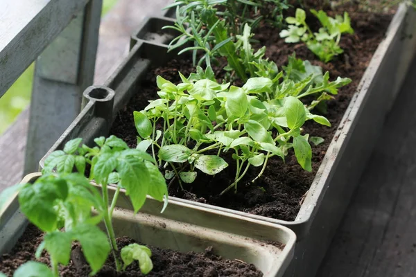 Potager Sur Une Terrasse Herbes Tomates Semis Poussant Récipient — Photo