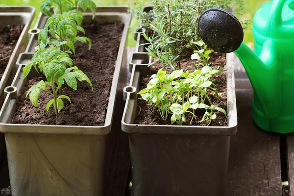 Container legume grădinărit. Grădină de legume pe o terasă. Ierburi, răsaduri de roșii în creștere în recipient — Fotografie, imagine de stoc