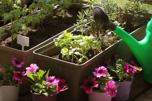 Jardinage des légumes en récipient. Potager sur une terrasse. Herbes, tomates semis poussant en récipient. Pétunia de fleurs en pots — Photo