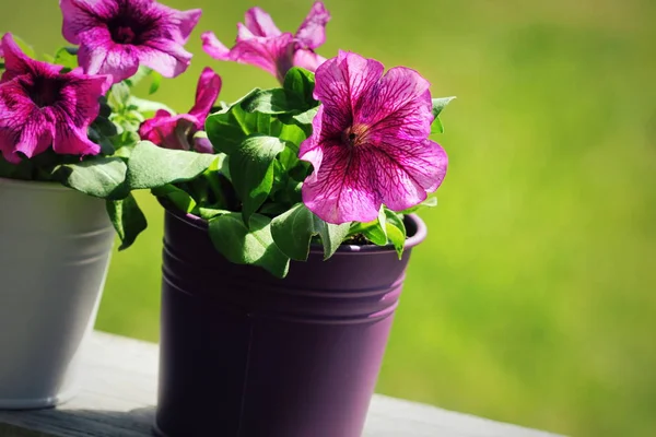 Belle fleur de pétunia rose en pot. pétunia croissant dans le balcon — Photo