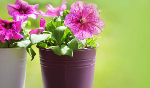 Belle fleur de pétunia rose en pot. pétunia croissant dans le balcon — Photo