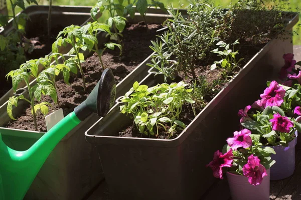 Containergemüsegarten. Gemüsegarten auf einer Terrasse. Kräuter, Tomatensämlinge, die im Container wachsen. Petunien in Töpfen — Stockfoto