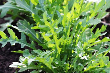 Arugula bitkisi organik sebze bahçesinde yetişiyor..