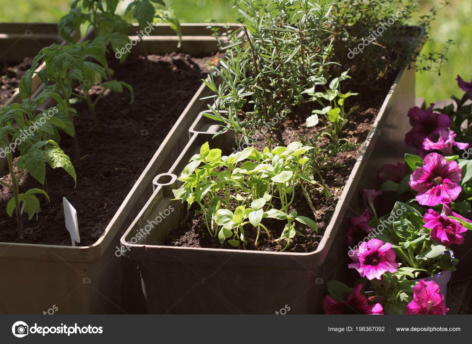 Container Vegetables Gardening Vegetable Garden On A Terrace