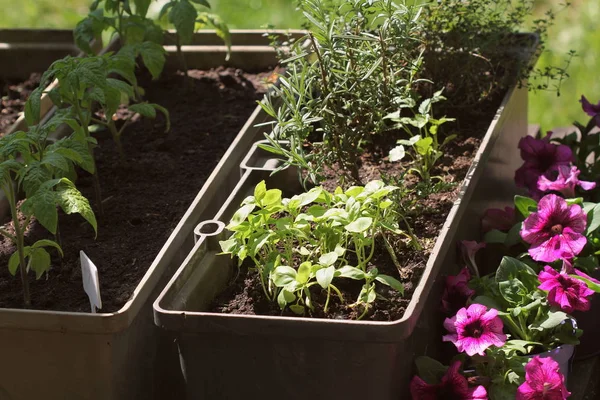 Jardinage des légumes en récipient. Potager sur une terrasse. Herbes, tomates semis poussant en récipient. Pétunia de fleurs en pots — Photo