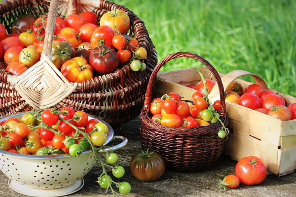 Pomodori di varietà di cimelio in cesti su tavolo rustico. Pomodoro colorato - rosso, giallo, arancione. Raccolta di verdure concezione di cottura — Foto Stock