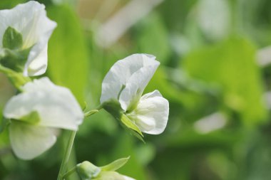 Pea plant with white flower in a garden . clipart
