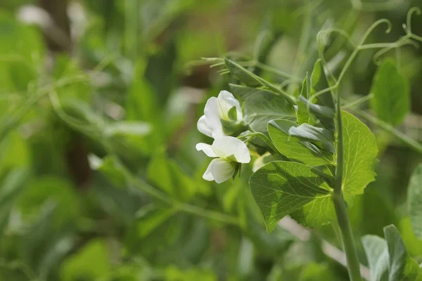Planta Guisante Con Flor Blanca Jardín — Foto de Stock