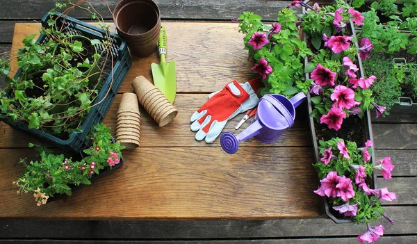 Садовые инструменты и цветы на деревянном фоне — стоковое фото