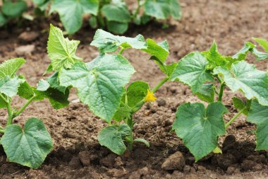 Bahçe yatakta büyüyen salatalık bitki