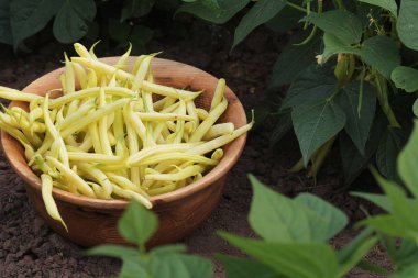 Bir ahşap kase sarı çalı fasulyesi yığını