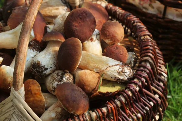 Sepet taze çörek dolu ormanda mantar. Üstten Görünüm