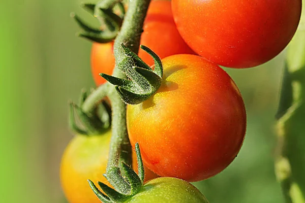 Reife Kirschtomaten im Garten erntereif — Stockfoto