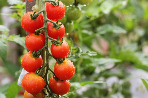 Pomodori biologici ciliegia maturi in giardino pronti per la raccolta con gocce d'acqua — Foto Stock