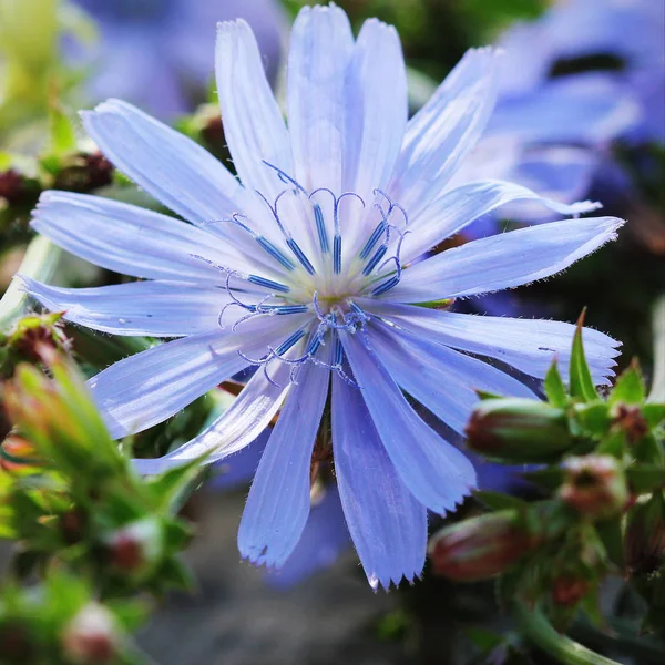 Blühende Cichorium-Pflanze, Wilder Endivien, Cichorium pumilum, Blume der gewöhnlichen Chicorée — Stockfoto