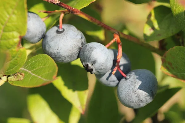 Blueberries ripening on the bush. Shrub of blueberries. — Stock Photo, Image