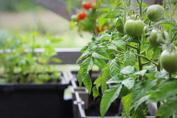 Jardim de legumes em um terraço. Planta cultivada de sementes de tomate em recipiente — Fotografia de Stock