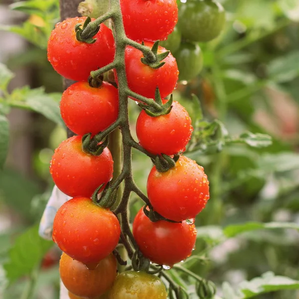 Вишневі органічні помідори в саду готові до збору крапель води — стокове фото