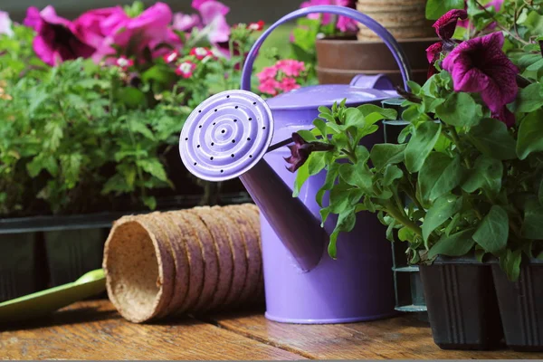 Outils de jardinage et fleur sur fond bois — Photo